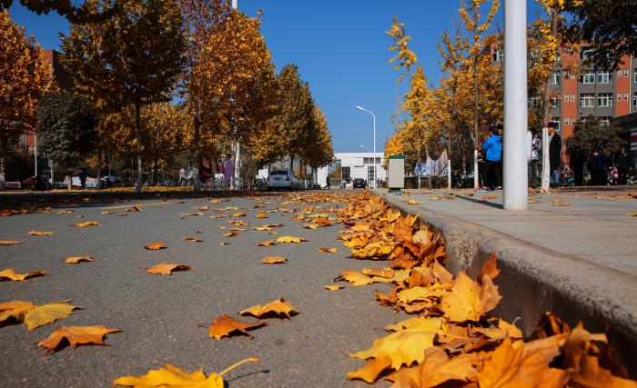 未清掃的校園路面